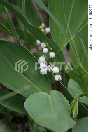 日本Suzuran 1460451