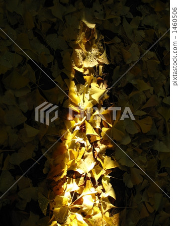 Fallen leaves Fallen leaves 1460506