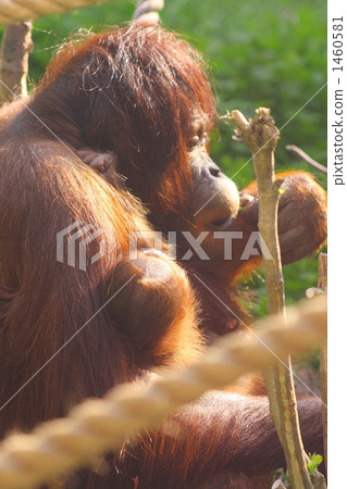 Olhautan父母和孩子 1460581