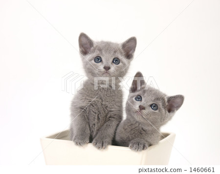 在碗的兩隻小貓 1460661