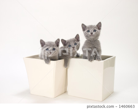 一碗三隻小貓 一碗三隻小貓 1460663