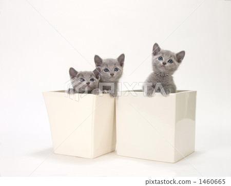 Three kittens in a bowl Three kittens in a bowl 1460665