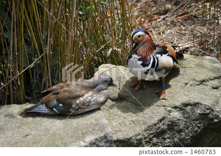mandarin drake, mandarin duck, husband and wife 1460783