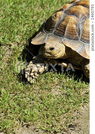 非洲鞭龜 非洲鞭龜 1460793