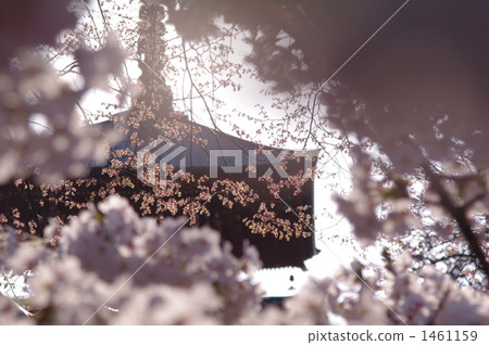 五層塔 吉野櫻花樹 最勝院 1461159