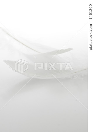 羽毛 1461260