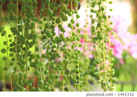 Green Necklace 1461332