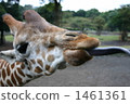 tongue, giraffe, lifting 1461361
