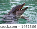 dolphin, dolphins, surface of the sea 1461366