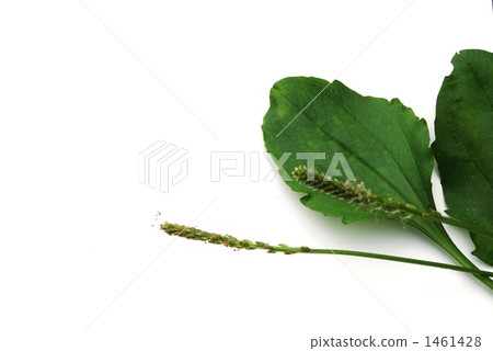 Background material for medicinal plants - Psyllium plants and leaves - White back lateral position 1461428