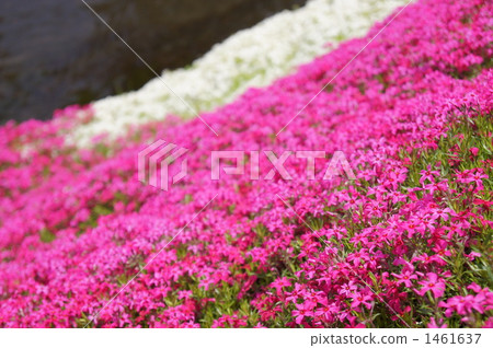 Shibata river mosaic cherry blossoms Shibata river mosaic cherry blossoms 1461637
