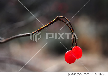 深秋 晚秋 漿果 1461665