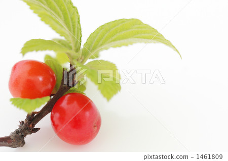 南京櫻花 葉子 葉 1461809