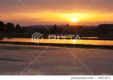 Paddy fields of sunset Paddy fields of sunset 1461853