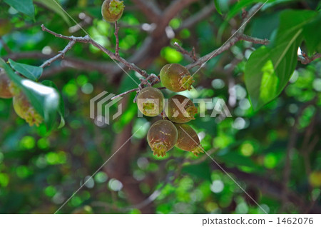 樹·紅寶石大廳系 樹·紅寶石大廳系 1462076
