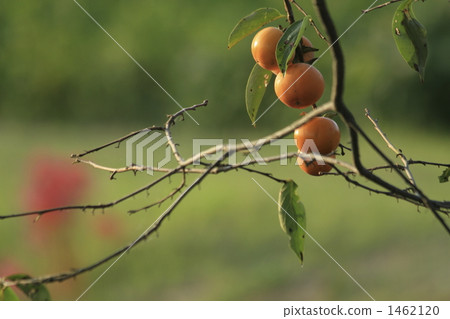 Autumn fruit 1462120