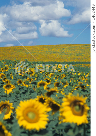 Andalusian sunflower field Andalusian sunflower field 1462449