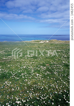 Seaside white clipper 1462455