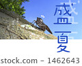 炎熱的夏天慶祝 1462643