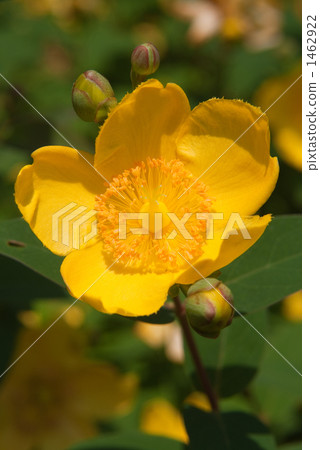 Hiperam Hideko Flower 1462922