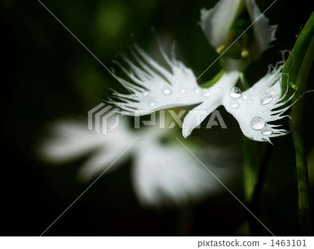 八月Sagisou·Orchid Department 09 1463101