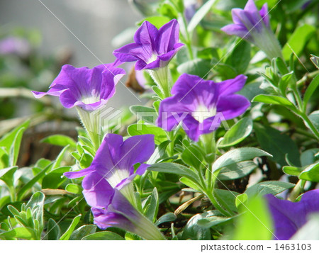 08 Saffinia·Solanaceae 16 1463103