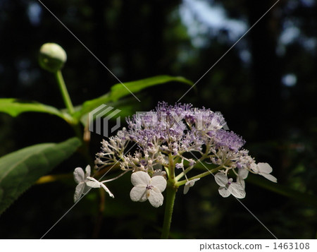 August Tama Hydrangea and Yukinoshitake 04 1463108