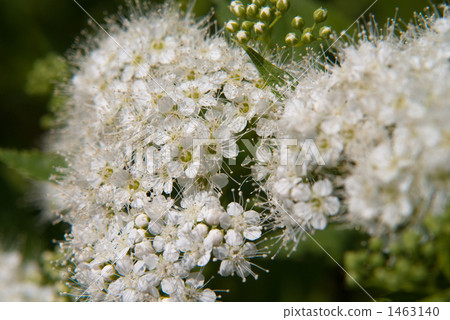 Shimotsuke's flower 1463140