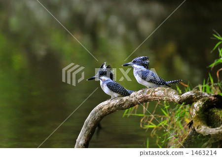 冠魚狗 留鳥 染成斑駁圖案的布 1463214