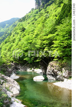 Fresh green lily ground 1463340