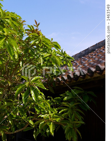 花園樹 房屋 民居 1463549