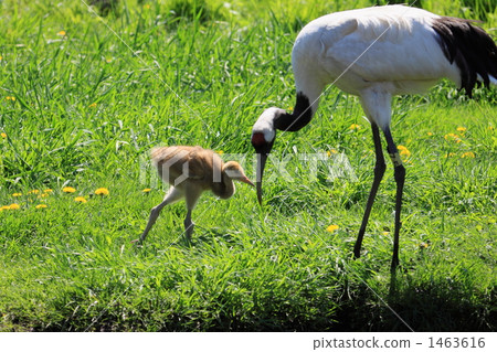 丹頂鶴 1463616