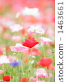 罌粟 1463661