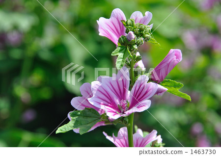 Wild grass · Xeniaoi family 1463730