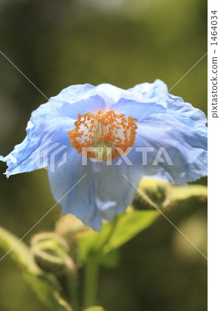 美麗的藍色花喜馬拉雅的罌粟 1464034