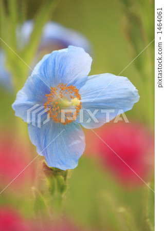 美麗的藍色花喜馬拉雅的罌粟 1464061