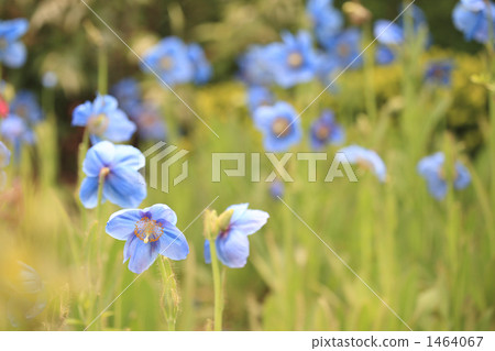 美麗的藍色花喜馬拉雅的罌粟 1464067
