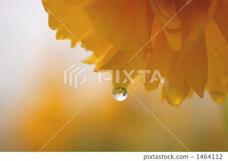 Drop of flower Drop of flower 1464112