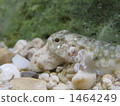 炒 幼蟲 蝦虎魚 1464249