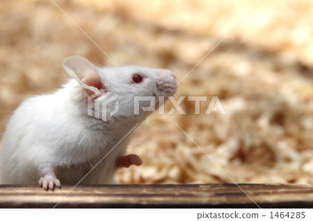 一隻老鼠 1464285