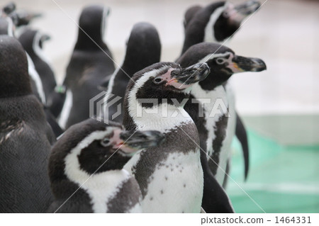 A little sad penguins 1464331