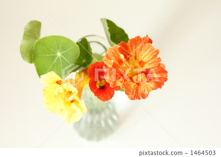 Nastatmodium J 1464503