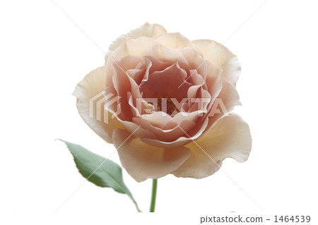 Rose (Julia) 1464539