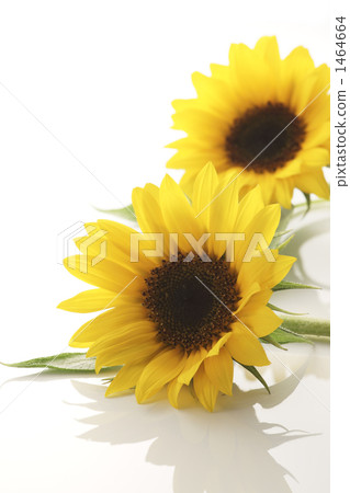 Flower image 1464664