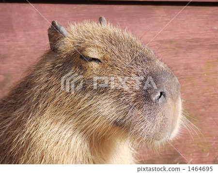 capybara, land mammals, animal 1464695