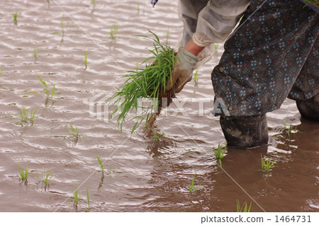 Rice planting 1464731