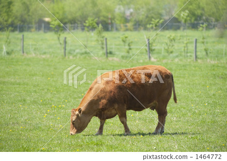 Grass-fed cattle Grass-fed cattle 1464772