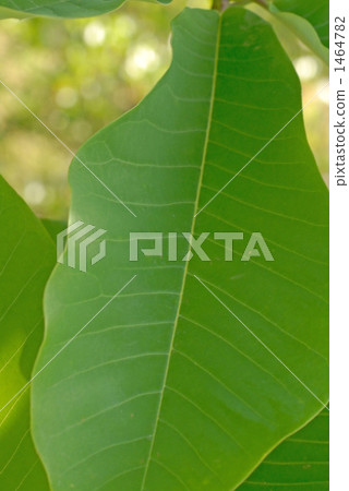 Park Leaves' leaves 1464782