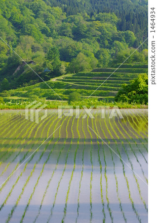 水稻梯田 1464934