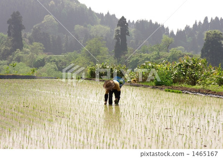 Rice planting 1465167